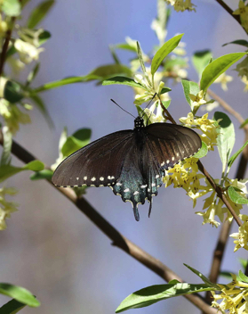 Pipevine Swallowtail - female